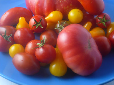 Freshly Picked Organic Tomatoes